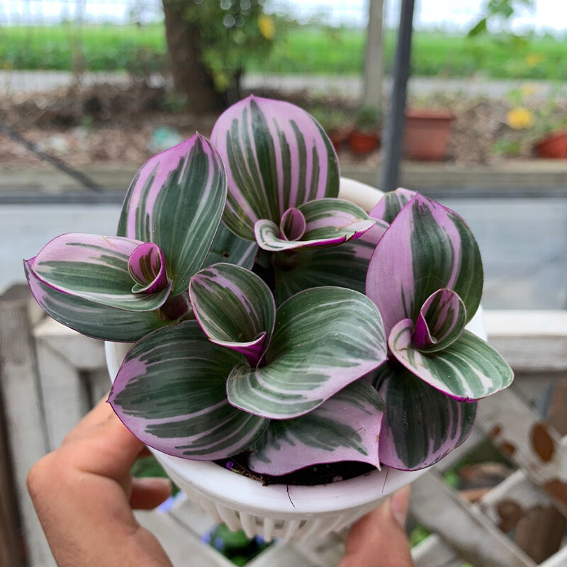 油画婚礼吊兰锦多肉植物盆栽观叶植物阳台室内垂吊植物垂吊婚礼吊兰大