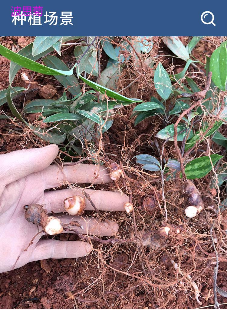 土茯苓-种子- 1000粒【图片 价格 品牌 报价】-京东