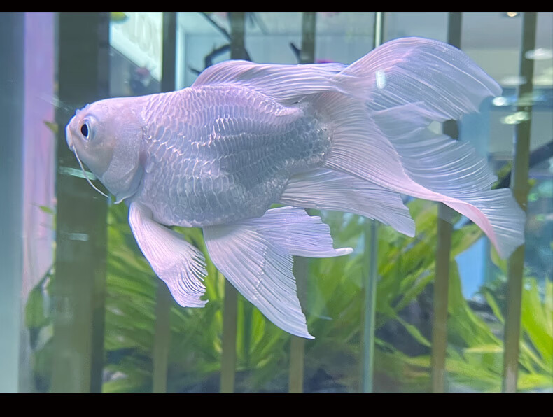 cmcm蝴蝶鲤观赏鱼活鱼大鳍长尾短身纯种球体红色贵妃冷水锦鲤鱼苗