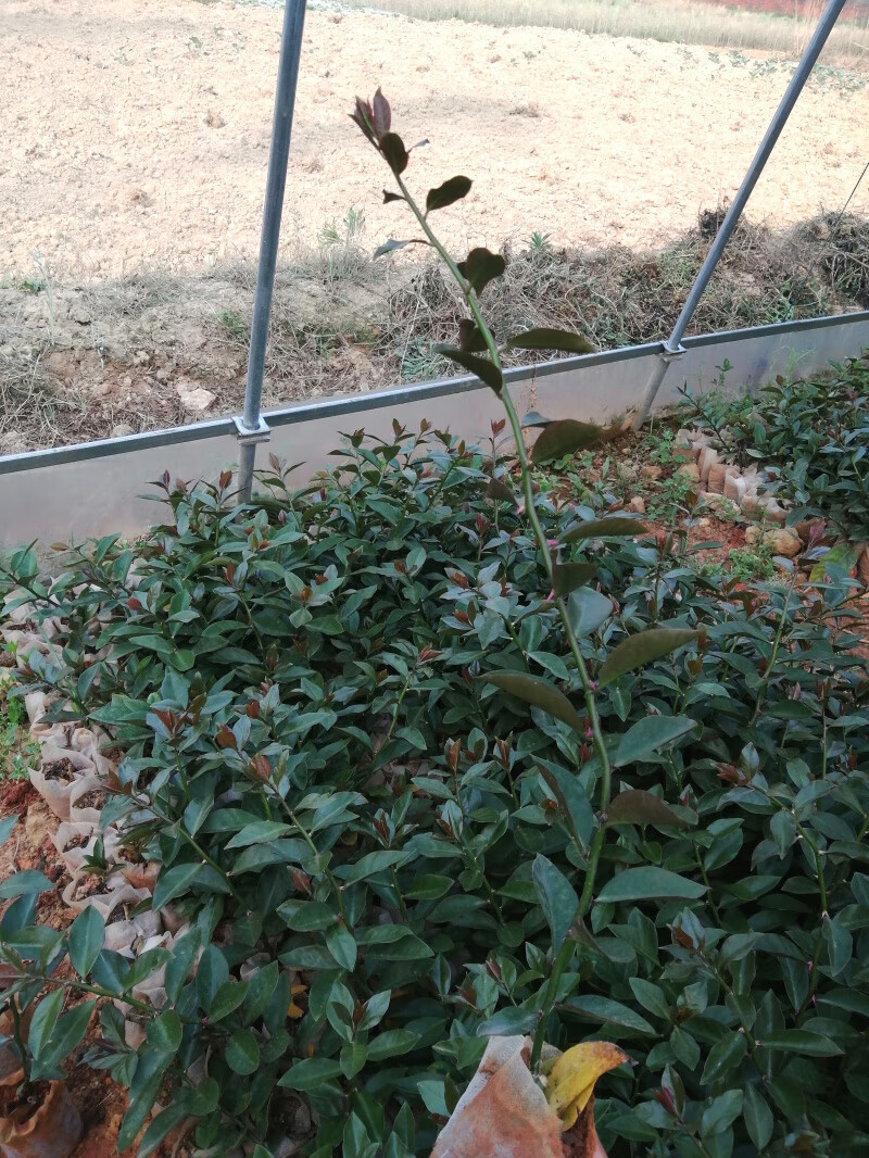 叶仙苗叶仙木麒麟小苗多年老桩嫁接蟹爪兰假昙花仙人球当年开花虎雀a