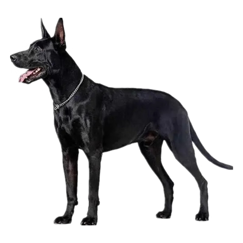 有血统证书种类:工作犬毛发:长毛驱虫:未做体型:大型品种:其他宠物