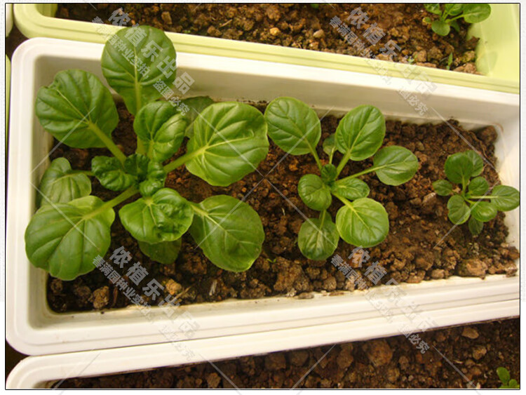 乌塌菜种子又称黑菜小八叶超耐寒春季秋季盆栽阳台菜园蔬菜籽徽乌121