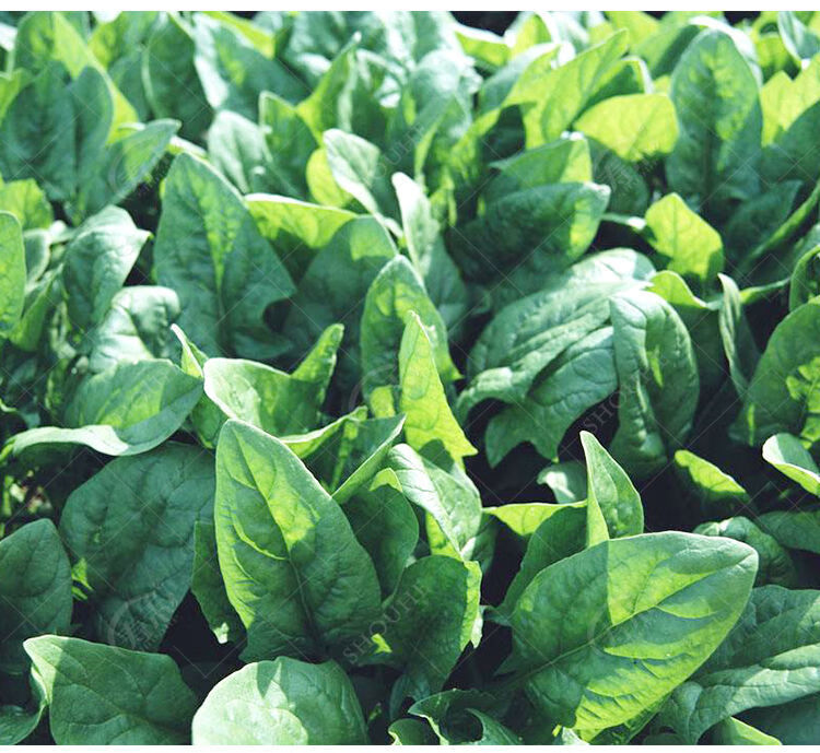 大叶菠菜种子四季蔬菜秋冬籽种阳台种籽耐热菜种盆栽波菜孑菜籽子