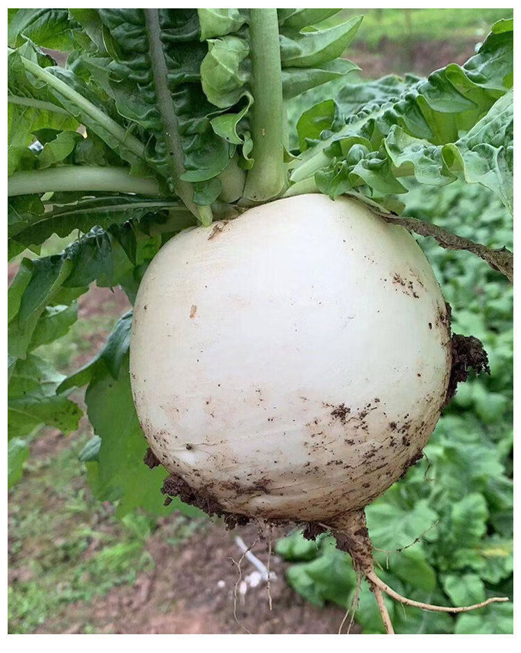 蜂糖萝卜种子春不老萝卜四川圆白大罗卜籽秋季田园蔬菜盆栽种子孑