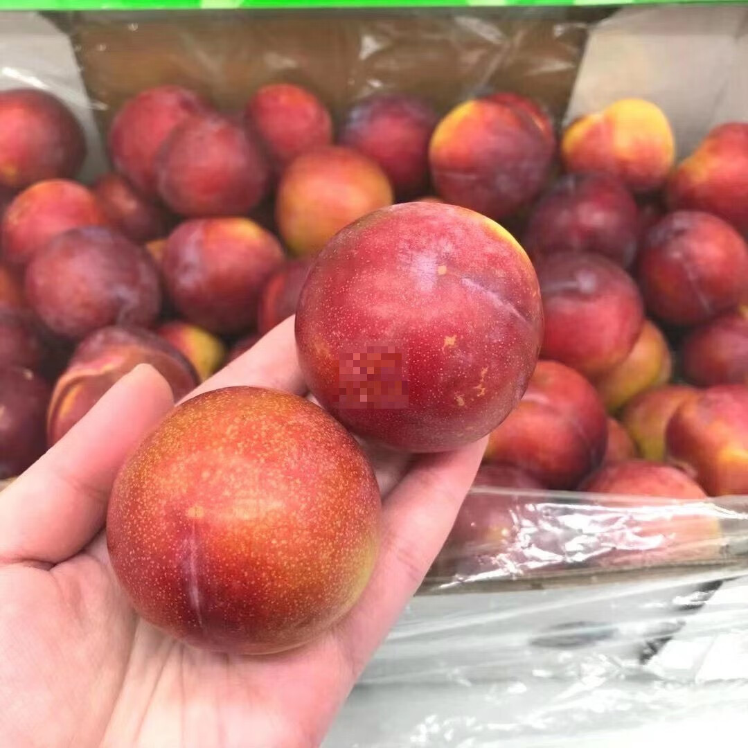 新鲜进口水果澳洲鸡心李甜心李珠宝李子红布林4斤 4斤