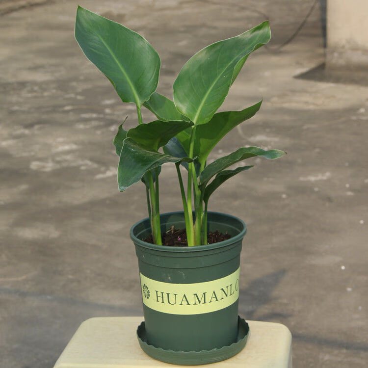 精选现发尼古拉鹤望兰天堂鸟盆栽办公室内净化空气绿植花卉客厅大型