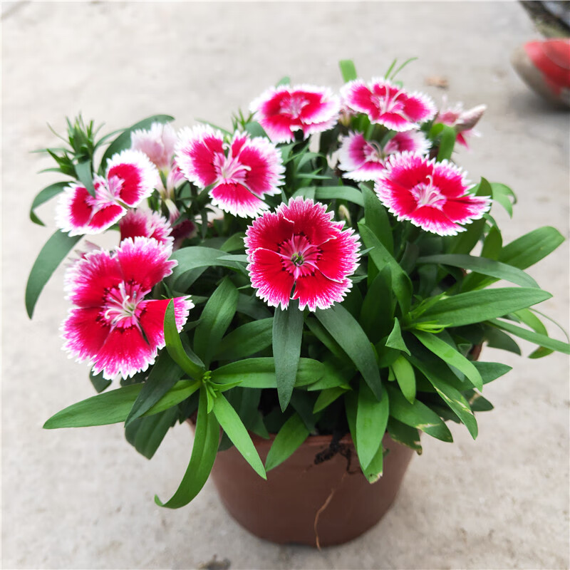 石竹花盆栽春秋耐寒植物多年生室外庭院阳台绿植小苗自立单瓣 石竹大