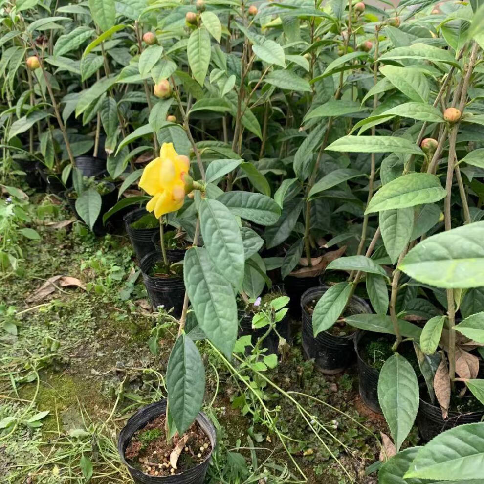金花茶树苗盆栽植苗名贵茶花品种 茶树苗 金花茶盆栽z1 35-45公分