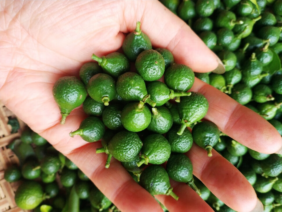 广东特产 新会小柑胎 树摘带蒂生晒陈皮柑胎果仔泡茶 2016年带蒂大号