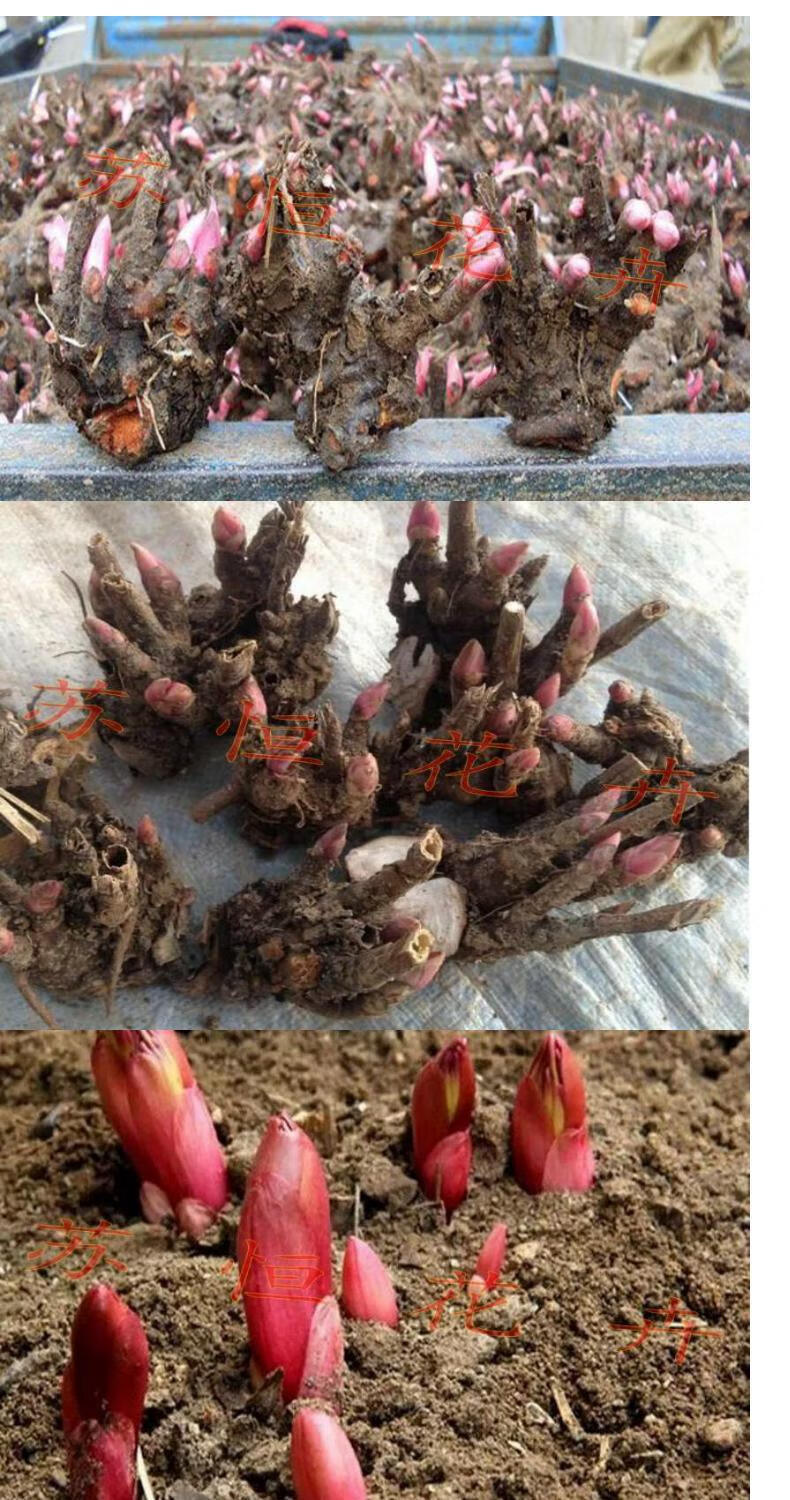 惜林园多年生芍药根块芍药花苗盆栽地栽白芍药苗盆栽大根块当年开花四