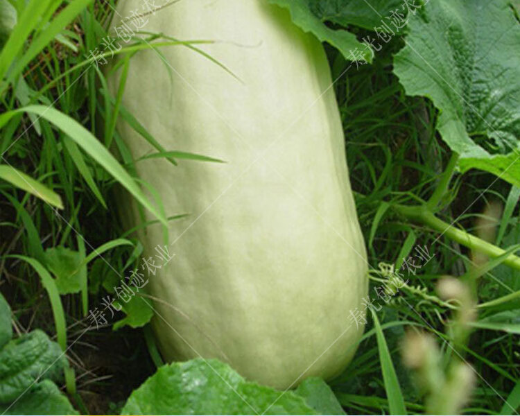金丝瓜种子天然粉丝瓜绞瓜拍砸搅瓜种籽黄金瓜农家四季春季蔬菜籽拍砸