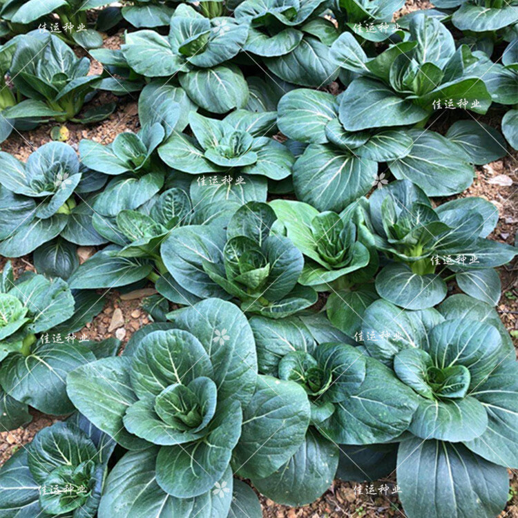 黑大头青菜种子 抗热夏秋大颗油菜 杭州本地青菜籽四季播蔬菜种籽
