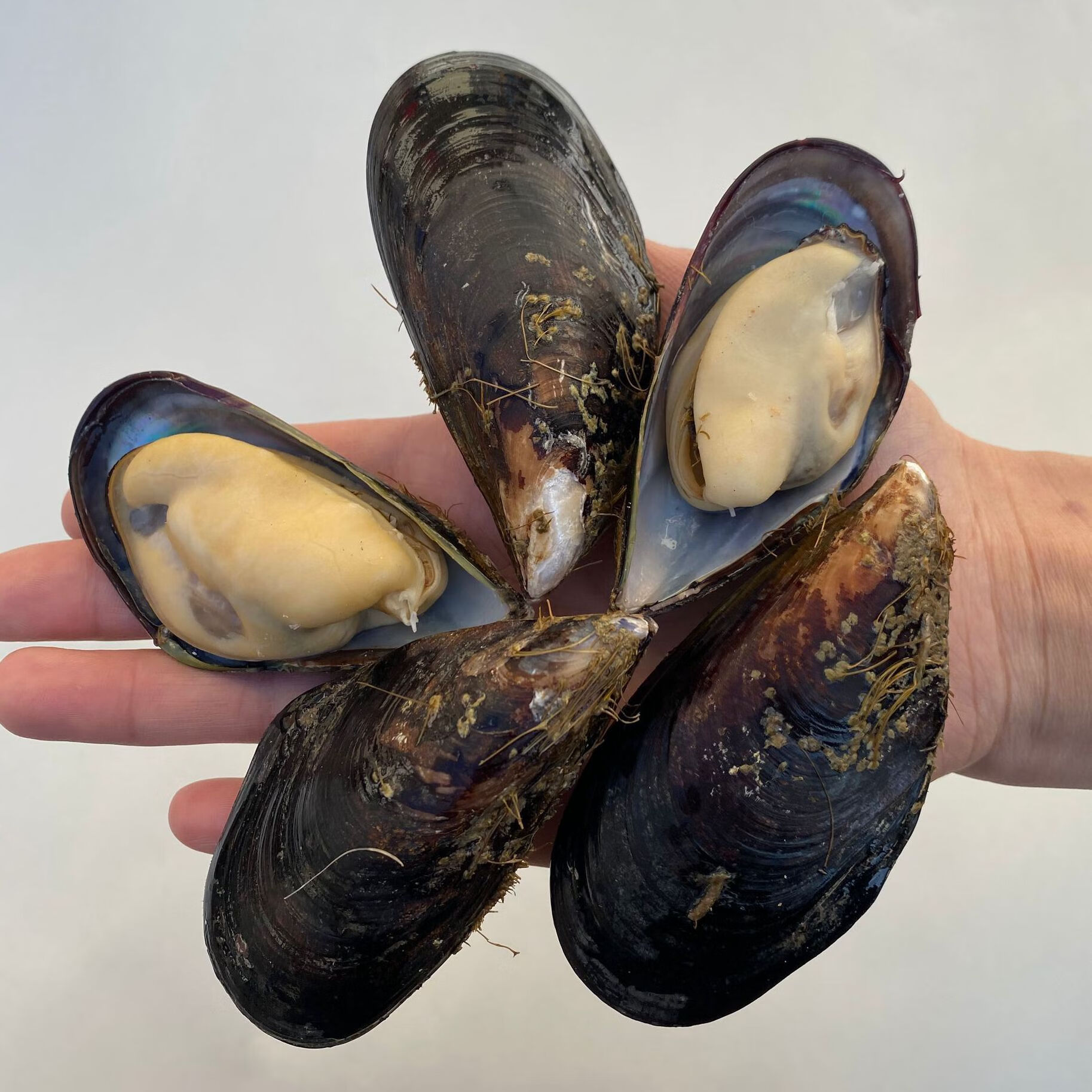 大青口贝鲜活特大海虹淡菜新鲜冷冻海鲜贻贝青口贝水产 5斤装【图片