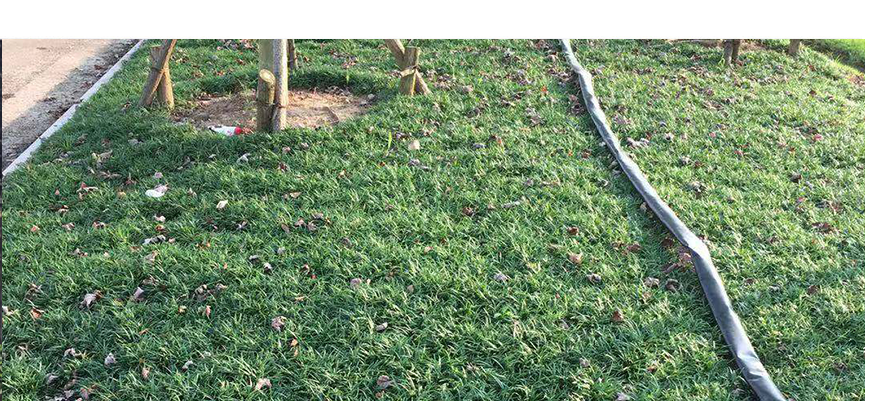 日本矮庭院绿化沿阶草耐寒矮生麦冬苗四季青植物玉龙草能长高细长叶