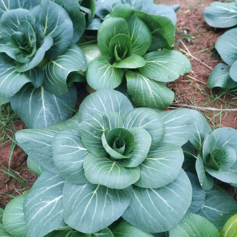 矮脚苏州青小油菜籽黑大头种籽秋季菜种籽矮箕苏州青小青菜上海青 绿