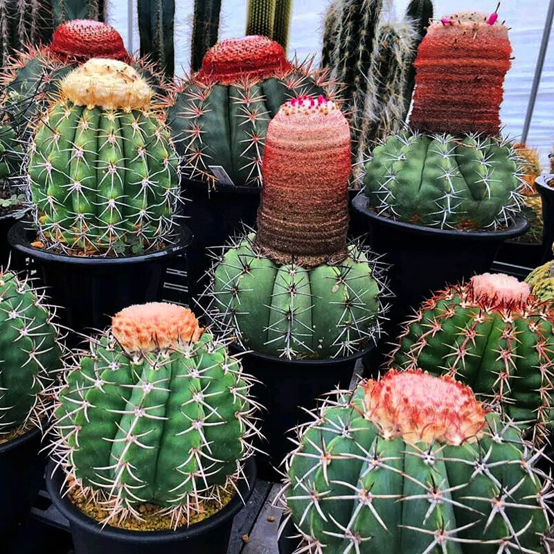 【云球系列】魔云蓝云卷云彩云黄金云紫云豪云实生仙人球仙人掌 卷云