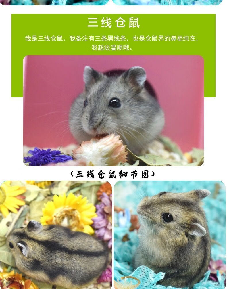 仓鼠活物三线紫仓银狐金丝熊眼圈熊宠物一只仓鼠宝宝幼宠一对情侣稀有