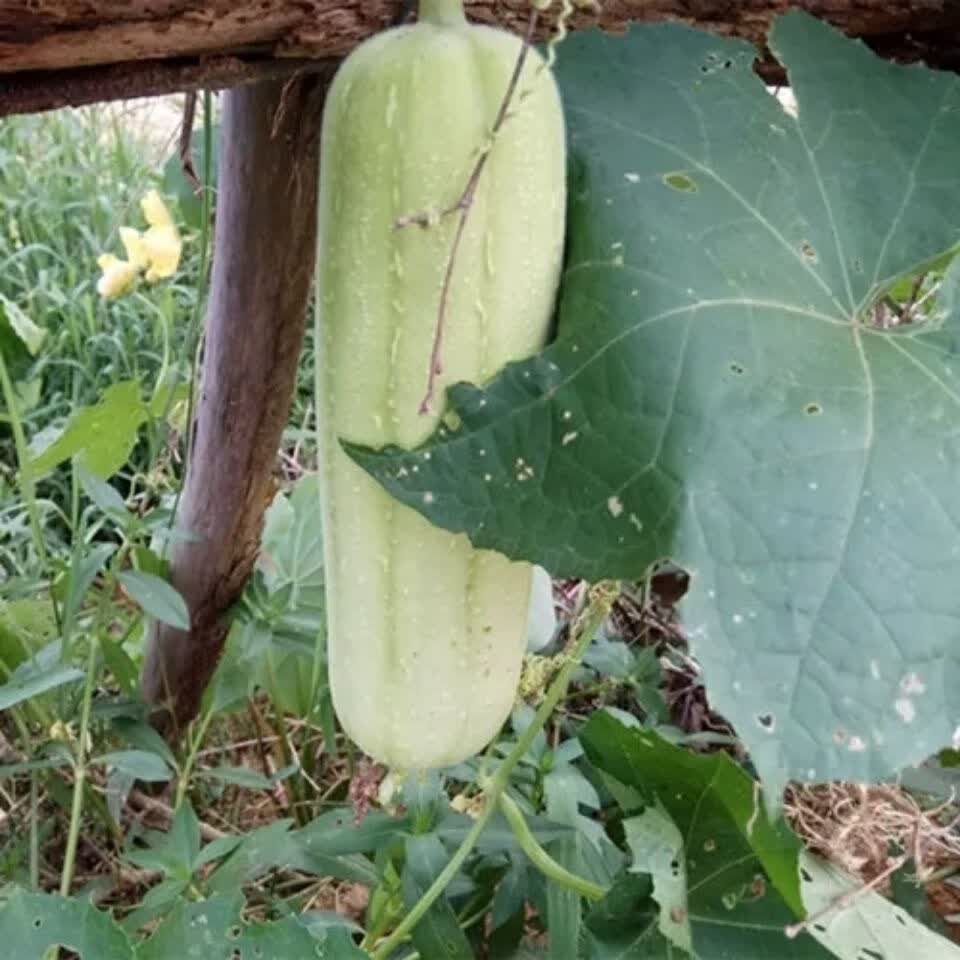 白丝瓜新鲜蔬菜肉丝瓜牛奶丝瓜香丝瓜菜瓜农家1/5斤