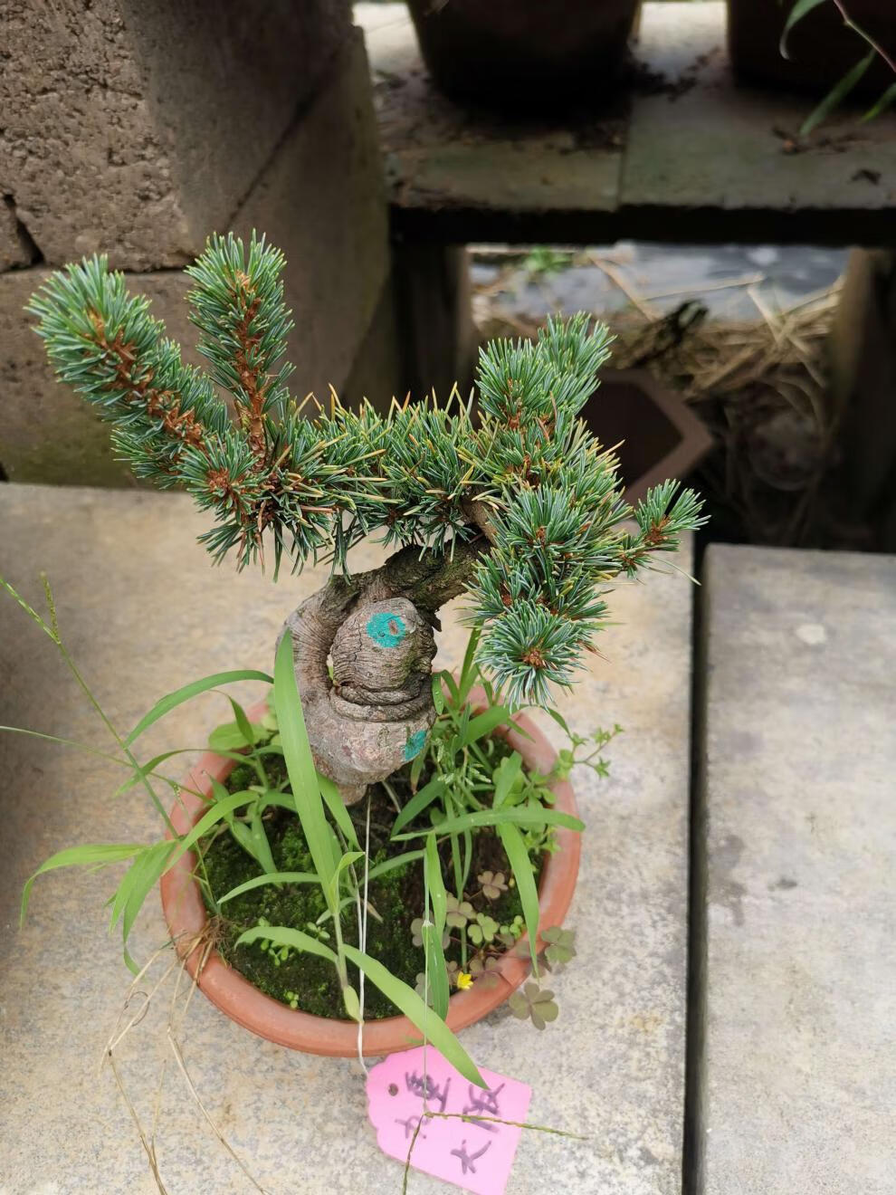 精品日本大阪松小苗五针松盆景树桩造型短针嫁接苗那须娘松树黑松五针