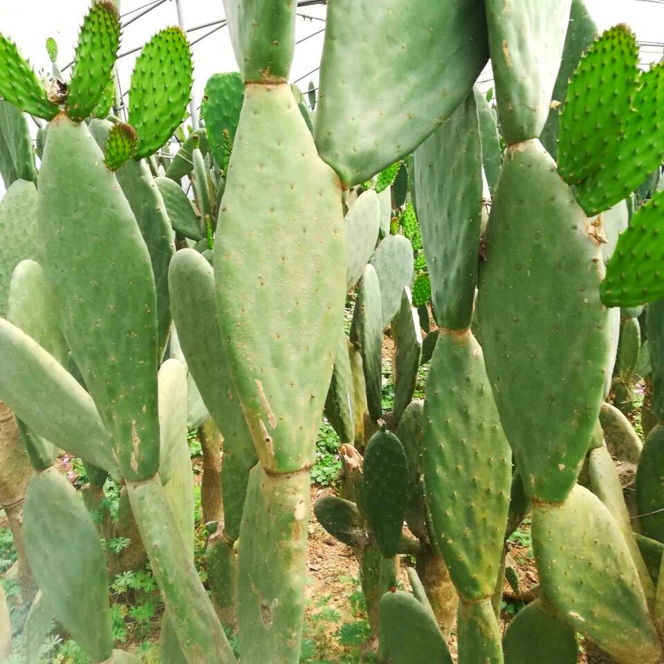 墨西哥代表性植物图片