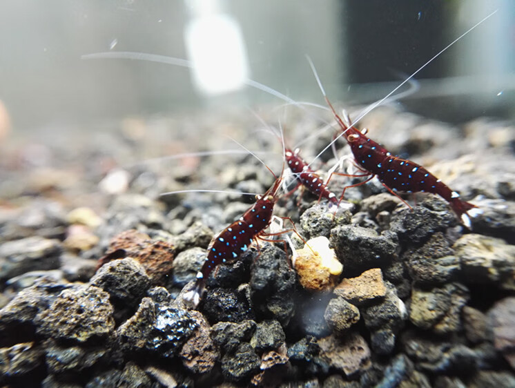 荣郁 苏虾白袜 苏拉威西活体人工观赏虾宠物虾木纹可乐 奶牛水族套餐