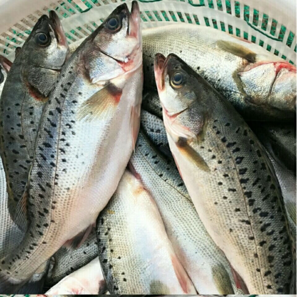 新鲜活冻海鲈鱼 国产鱼生鲜鱼类海鱼海鲜水产去鳃去鳞去内脏 , 每条1.