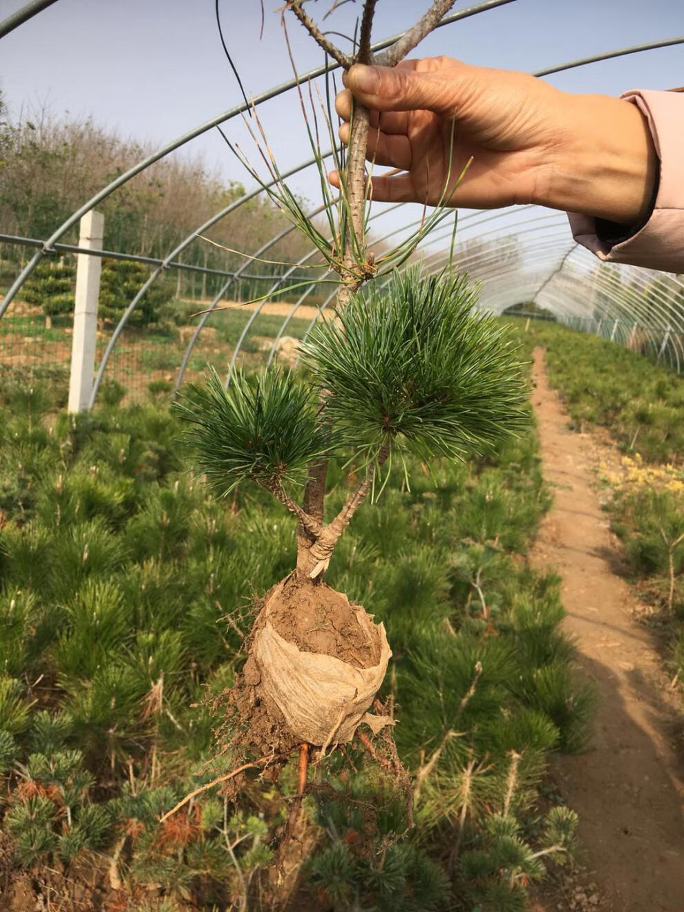 心之顺五针松小苗正宗嫁接五针松短针五针松日本宫岛大阪五针松盆景
