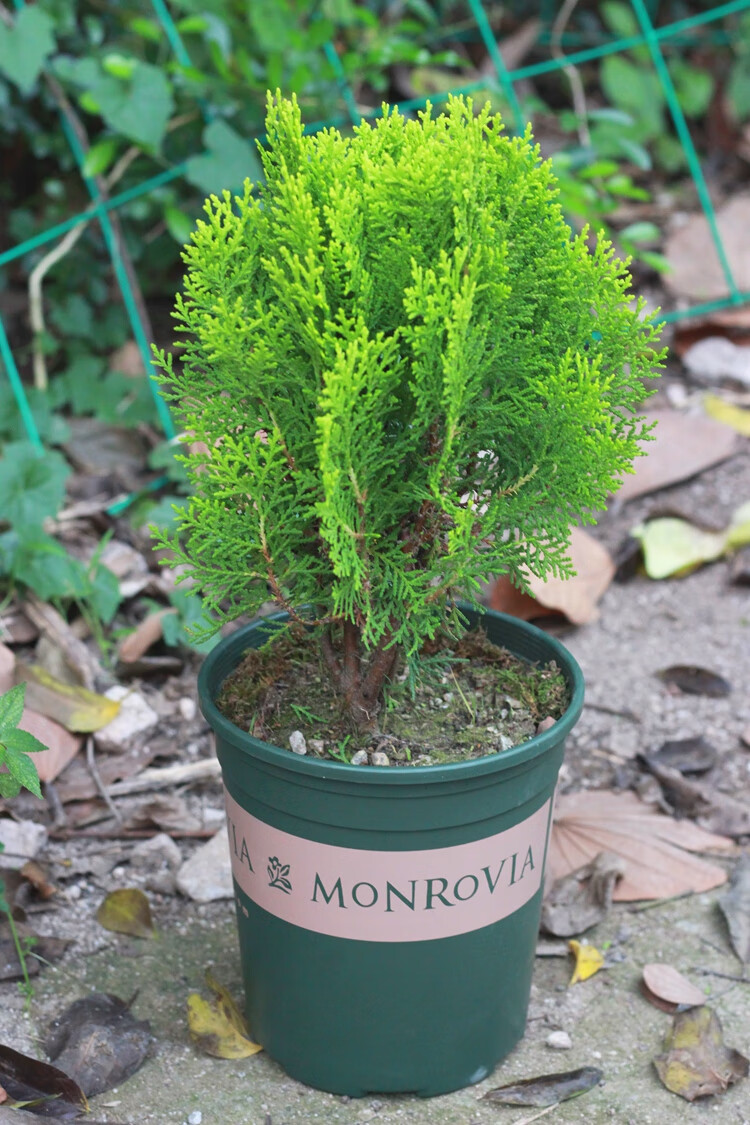 带土发货庭院园林绿化植物侧柏扁柏香柏树苗盆栽盆景30cm高3年苗不含