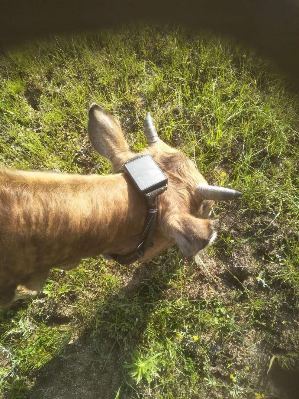 牛羊定位器山区放牛牧羊用gps卫星追踪器大型骆驼马动物防水防丢项圈