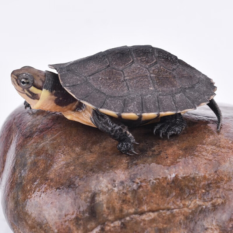 [京选推荐]南石乌龟活物 欧亚南石龟宠物乌龟龟苗活体长寿淡水龟碌 1