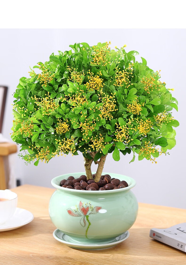 森岳花卉植物室内花树苗四季开花大颗绿植米兰花蓝色陶瓷盆含盆