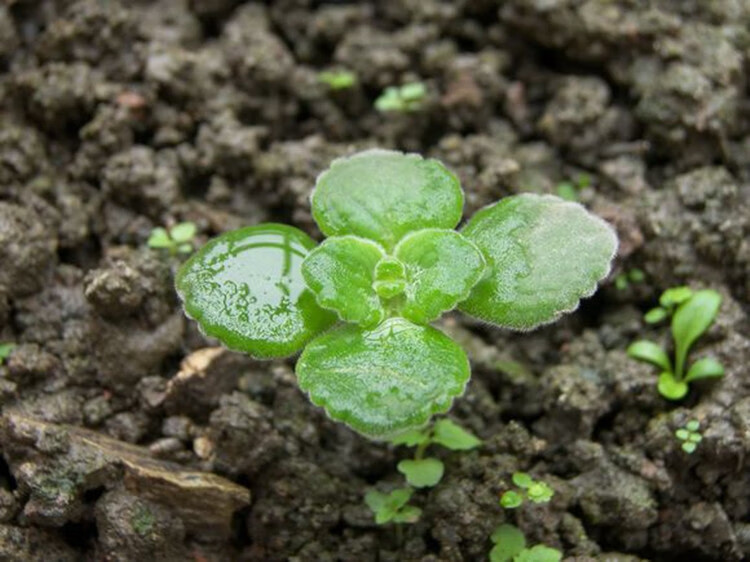 畷园留兰香薄荷种子美国薄荷草籽多年生香草花卉可食用绿薄荷易种