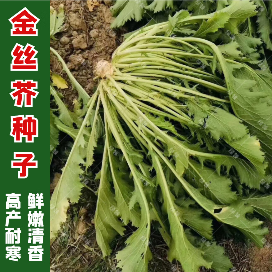 绿领 金丝芥 高产抗病小白菜雪里蕻四季播种蔬菜种子 金丝芥 10克*3袋