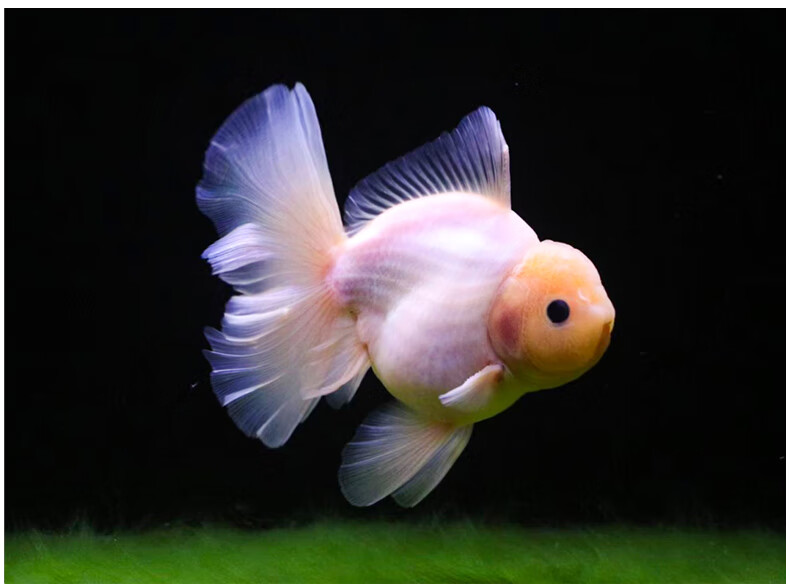 族萃进口百褶裙精品泰狮f1金鱼活体观赏鱼原泰冷水新手活鱼渔场进口