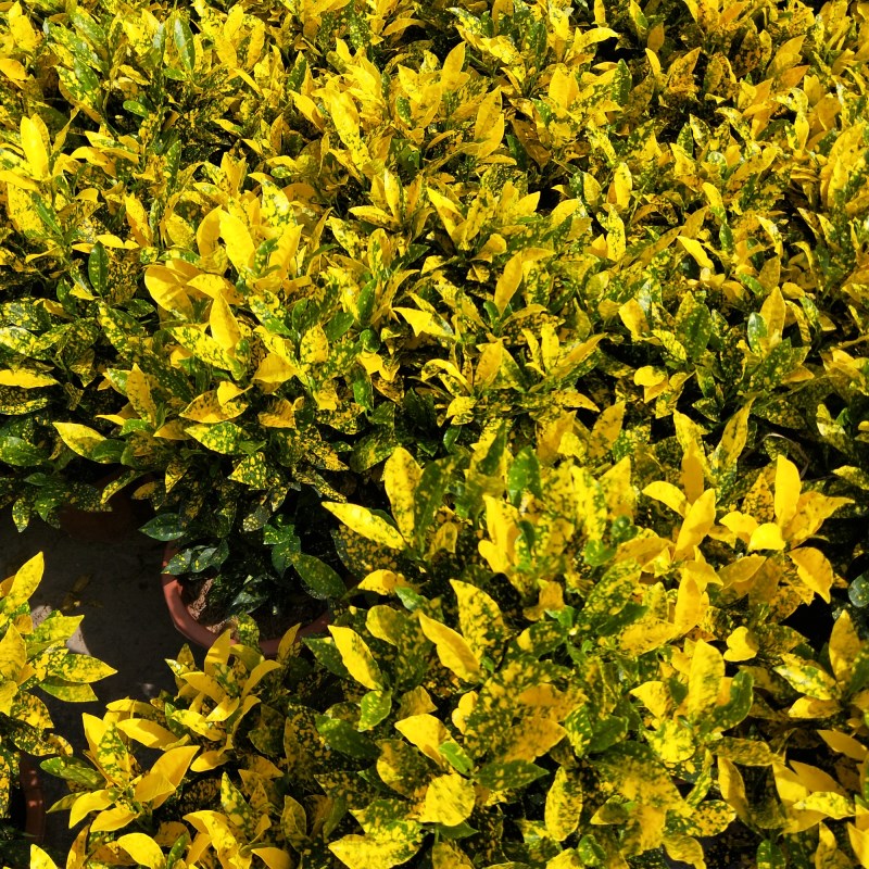 黄金万两盆栽净化空气观叶绿变色木彩叶木植物吸甲醛洒金榕黄金树大盆