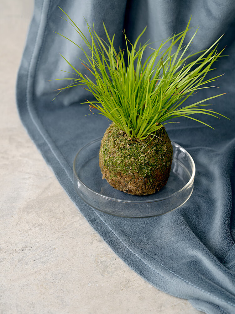 微景观盆景室内桌面绿植盆栽苔藓球水苔球办公室摆件 澳洲杉苔藓球