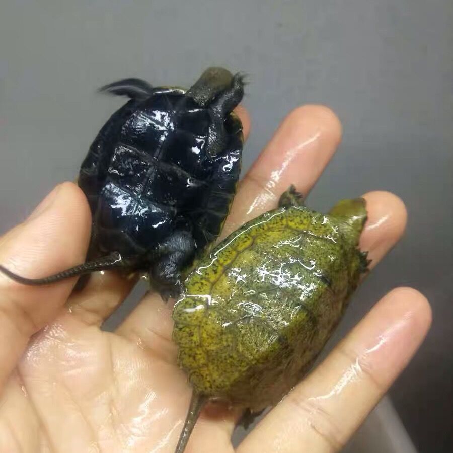 kjhgf日石苗纯种石龟宠物深水龟互动龟活体观赏龟日石龟冷水龟发色 全