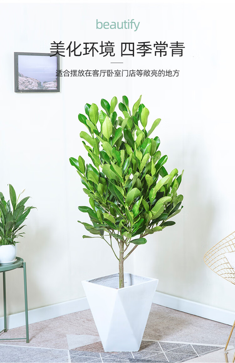 送货到家福木盆栽福树室内客厅大盆景四季常青观赏花易养寓意好风水术