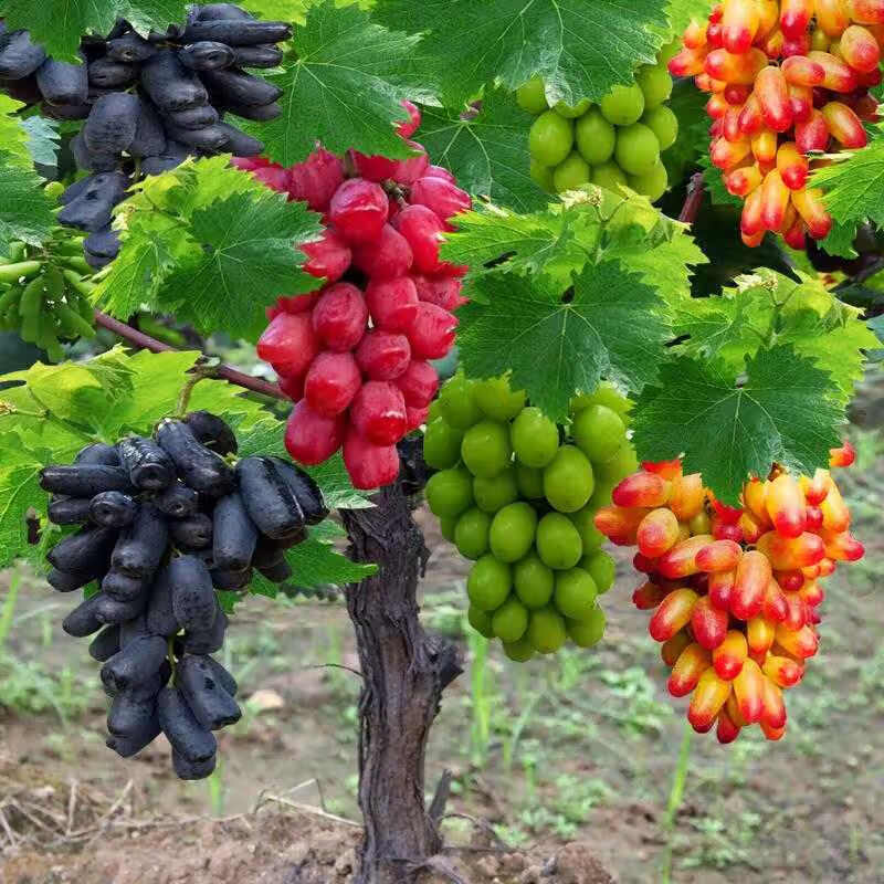 农资一树多果嫁接葡萄树苗四季盆栽不爬藤双季无架葡萄树种植当年结果
