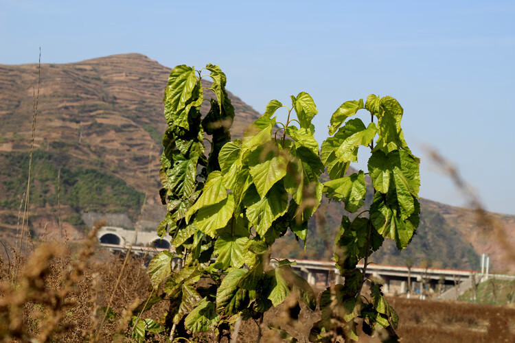 冬霜后桑叶秦岭深山霜打老桑叶特级茶500g