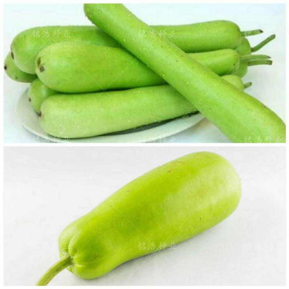 长棒短棒瓠子瓜种子蒲瓜葫芦瓜菜种籽春夏秋四季播种早熟耐热农家 长