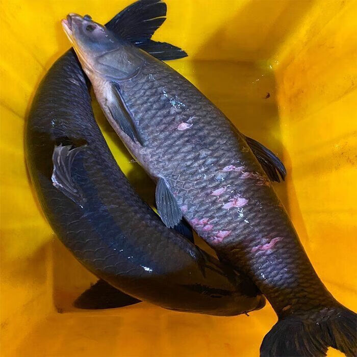 lism千岛湖野生螺蛳青鱼大青占鱼武昌鱼淡水鱼鲜活现杀青鱼20斤