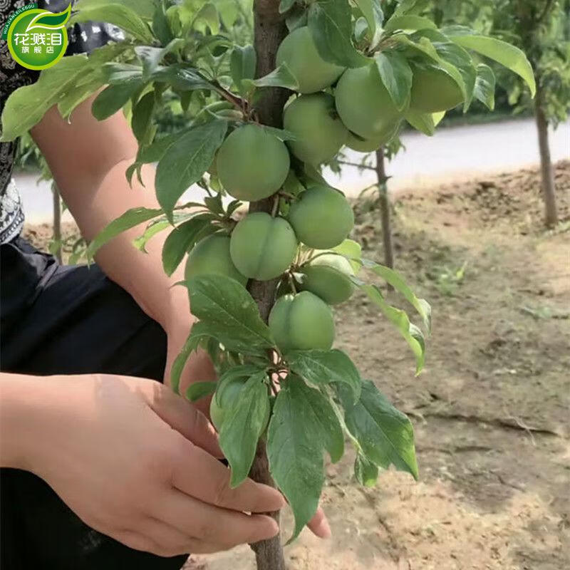 李子树苗嫁接特大蜂糖李晚熟四川脱骨青脆李南北方种果树当年结果蜂糖