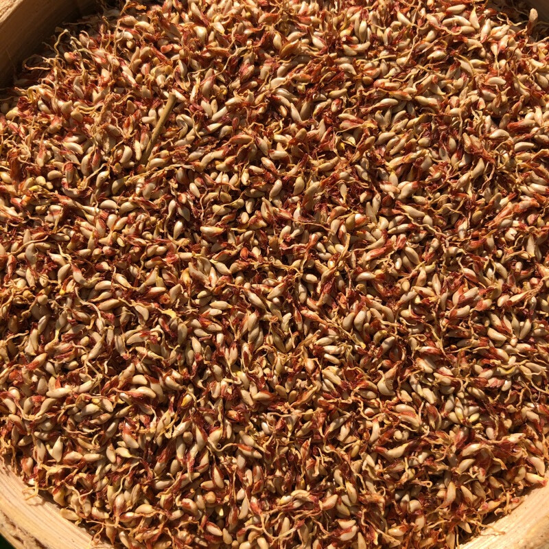 木莲籽木莲豆腐籽浙江诸暨特产木莲子薜荔冰粉籽250g爱玉子籽