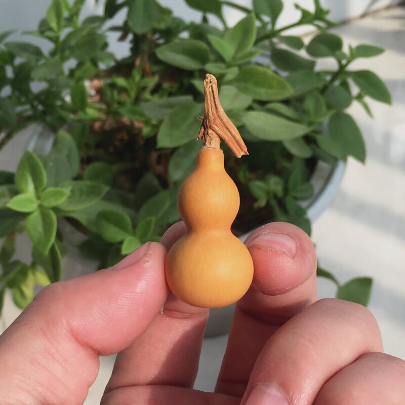 美国进口微型手捻小葫芦种子南方春季蔬菜种孑四季迷你小葫芦种籽