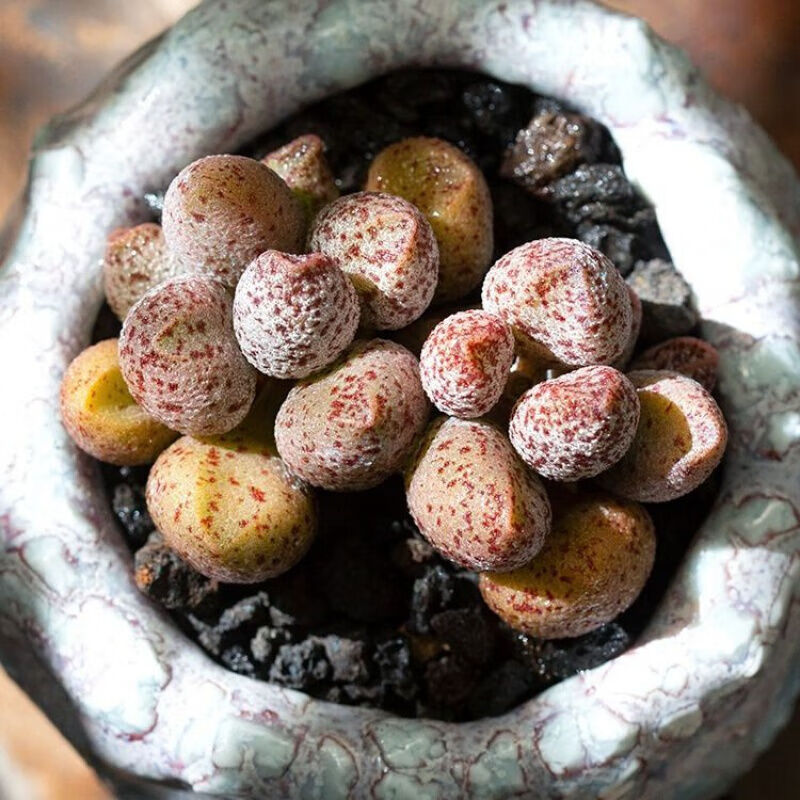 爱心水泡 多肉植物玛利安 梅花鹿肉肉办公室多肉赤兔海豹御所锦 红背