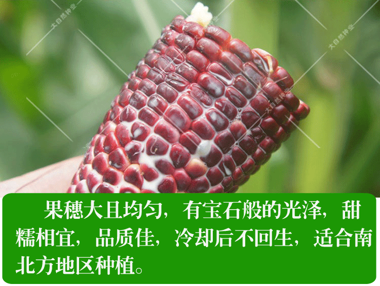 超甜水果玉米种子甜糯玉米种籽鲜食生吃白紫彩黄色粘苞米籽春夏季爆花