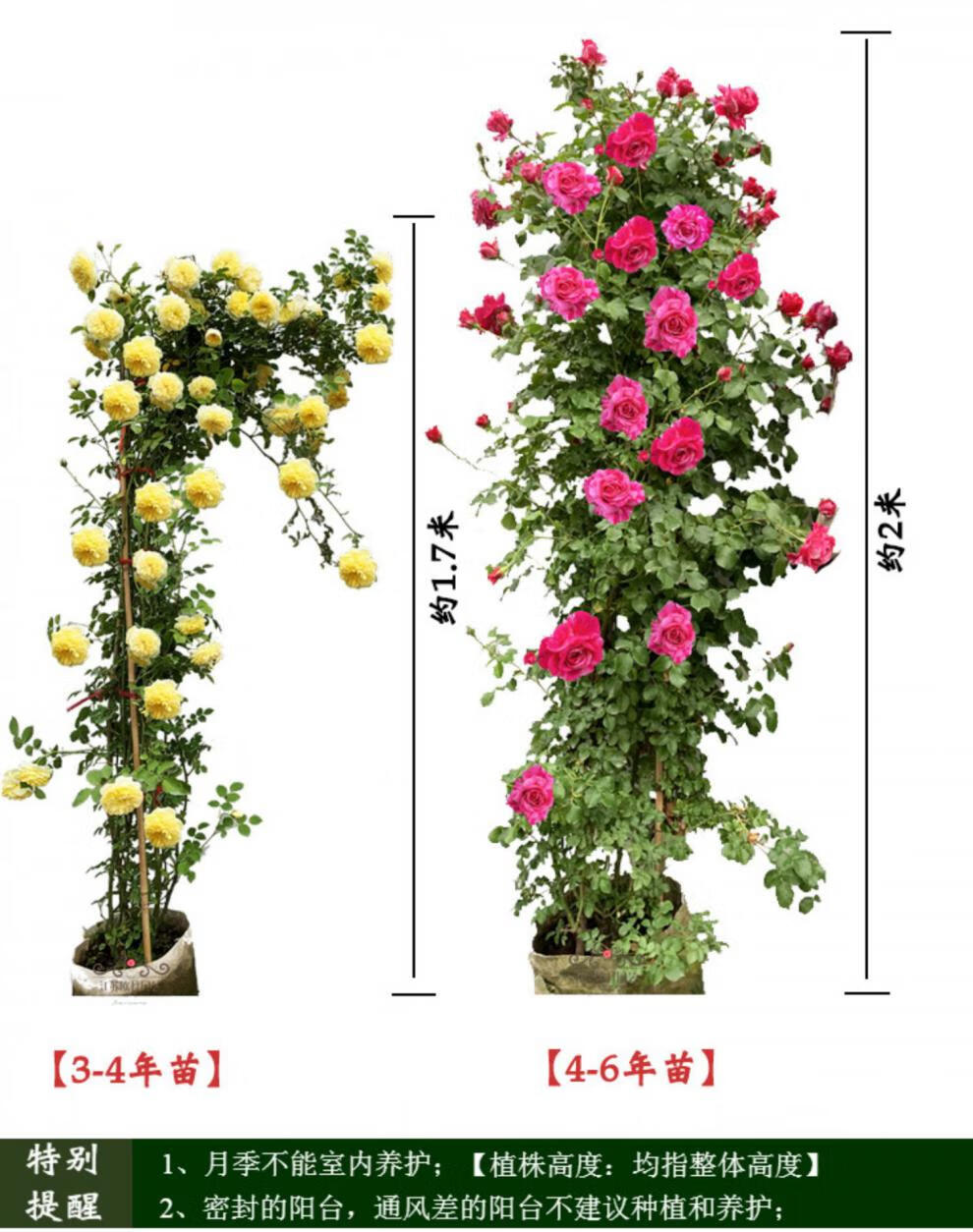 富满升 黄木香花苗爬藤植物四季红花蔷薇白木香藤蔓藤本庭院爬墙玫瑰