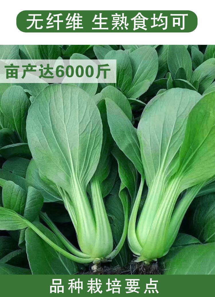 青帮油菜种子青梗油菜种籽高产耐寒耐热春夏秋四季播蔬菜种子孑青帮