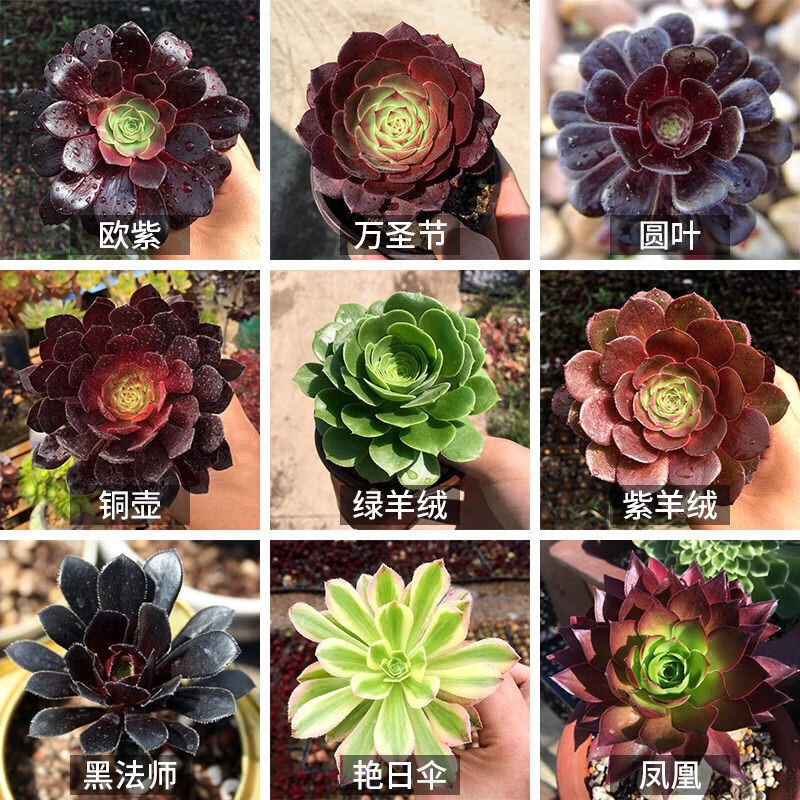 园艺 黑法师多肉植物大颗 多头超大法师多肉老桩花卉盆栽 【铜壶群?